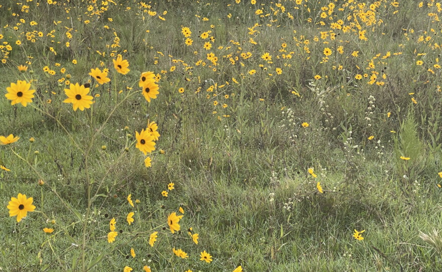 The Pepper Ranch Preserve in Pepper Ranch Preserve in Immokalee annually experiences a native sunflower bloom. Reservations for viewing the 2026 annual bloom event of native Southeastern sunflowers is available at  https://tinyurl.com/PepperRanchSunflowers.