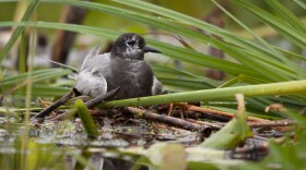 A black tern bird sits on its nest in a wetland. The bird is small and black, surrounded by green marsh. 