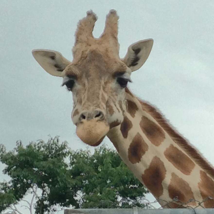 Two giraffes gave birth at the Natural Bridge Zoo, but their babies disappeared.