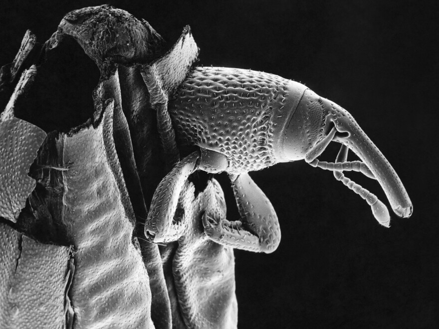 This granary weevil has set up shop inside a kernel. Even without wings, these stealthy stowaways — with the help of humans — have managed to infest grains all over the world for thousands of years.