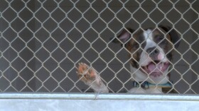The Bloomington Animal Shelter has space both inside and outside to keep the dogs that come into the shelter.