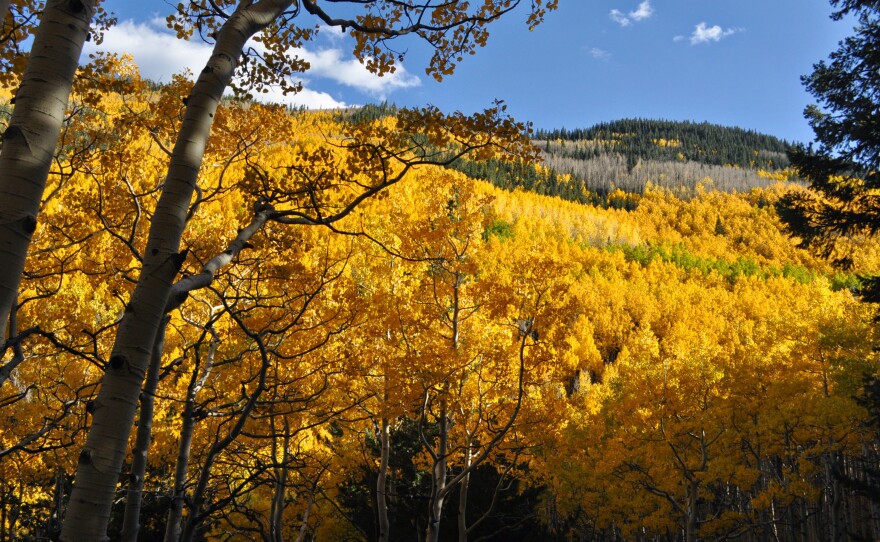 Aspen foliage in San Francisco Peak's Inner Basin at the Coconino National Forest.