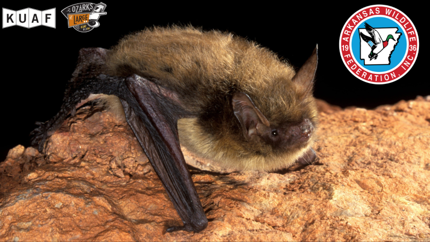 A northern long-eared bat, an endangered species in Arkansas.