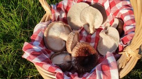 A basket of mushrooms from Christophe