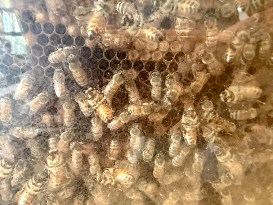 Shanna Upchurch's honeybees were busy in their mobile hive.