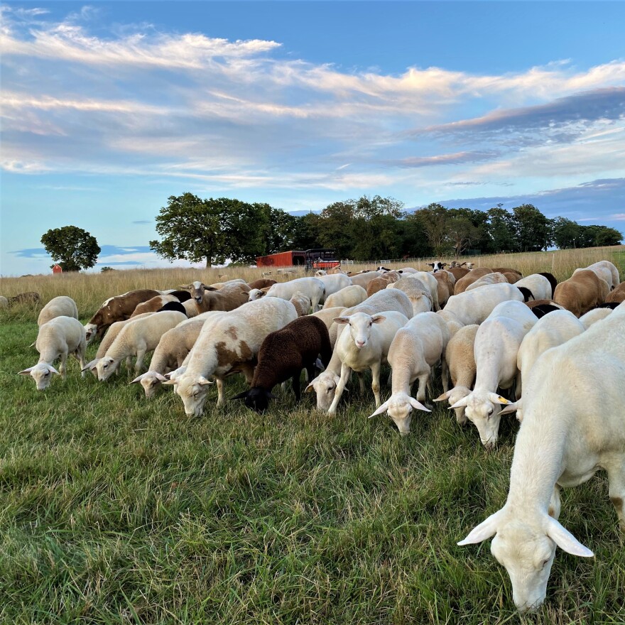 Katahdin sheep move into new pasture at Plow and Stars Farm, July 2021 Credit: Mark Walter