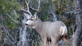 Buck Mule Deer