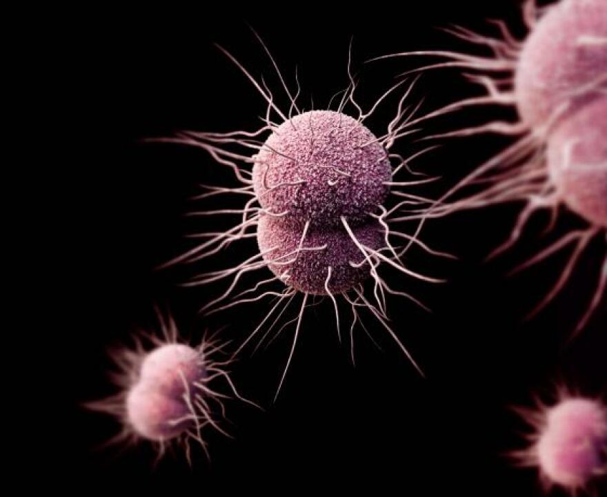std-gonorrhea-detail.jpg