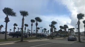 Palm trees blow in the wind in Jacksonville Beach Sunday