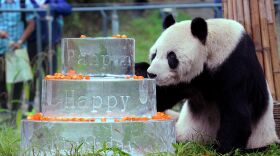 Pan Pan sniffs a birthday cake made of ice for his 30th birthday, at the China Conservation and Research Centre for the Giant Panda in Dujiangyan, on Sept. 21, 2015.