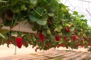 strawberries grown at Ramat HaNegev Research and Development Center, March 28, 2023