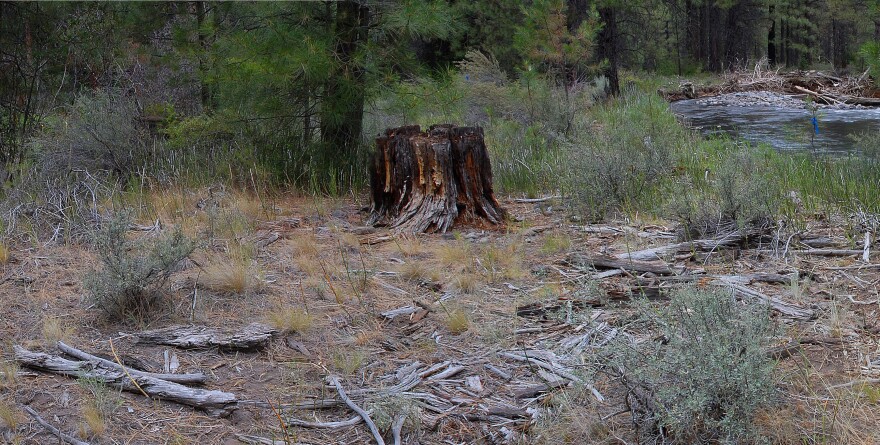 A tree stump in Deschutes National Forest