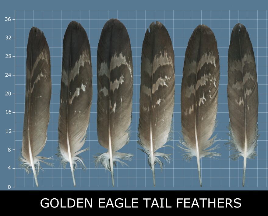 BRD 901--adult male Golden Eagle from Nye County, NV