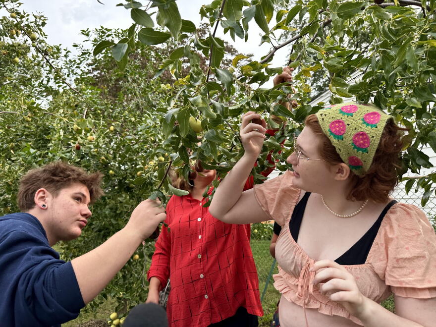 Kansas City Academy students Toby Chrans and Nova Wilson pick fruit from the school's Giving Grove orchard. Chrans says working with the trees and gardens at the school helped him land a job in a tree nursery.