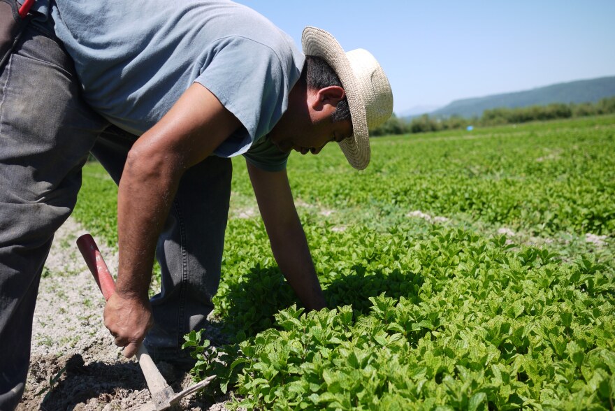 A farmworker in Western Washington.