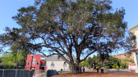 A roughly century-old coast live oak stands at the future site of the San Luis Obispo Repertory Theatre in downtown San Luis Obispo. The city and local tree experts are preparing the oak for a possible move to Mission Plaza.