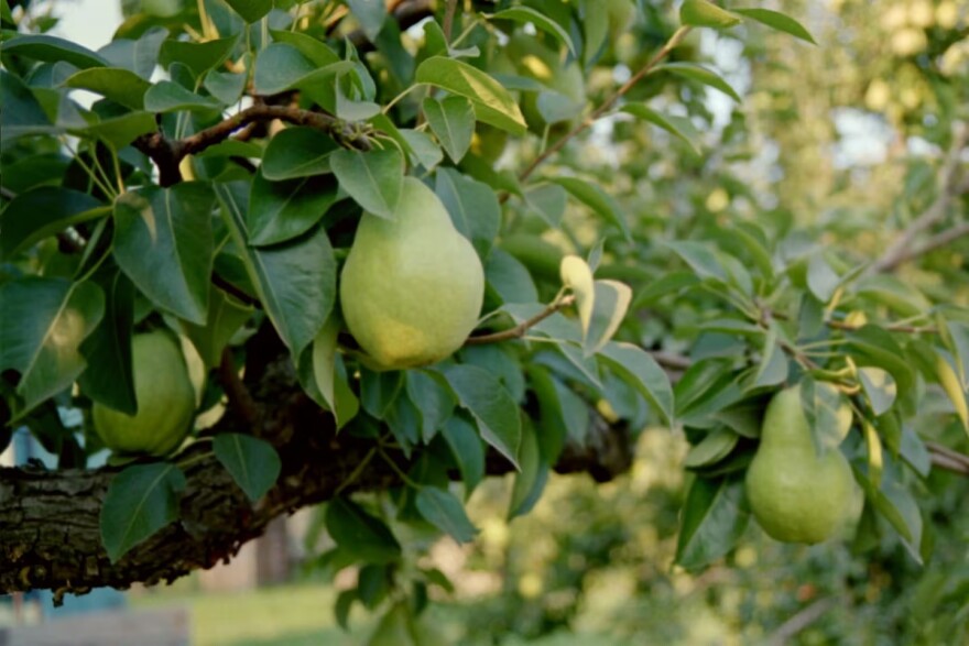 Bartlett pears suck up the last bit of energy from their trees just ahead of harvest near Hood River, Oregon, in August 2018.