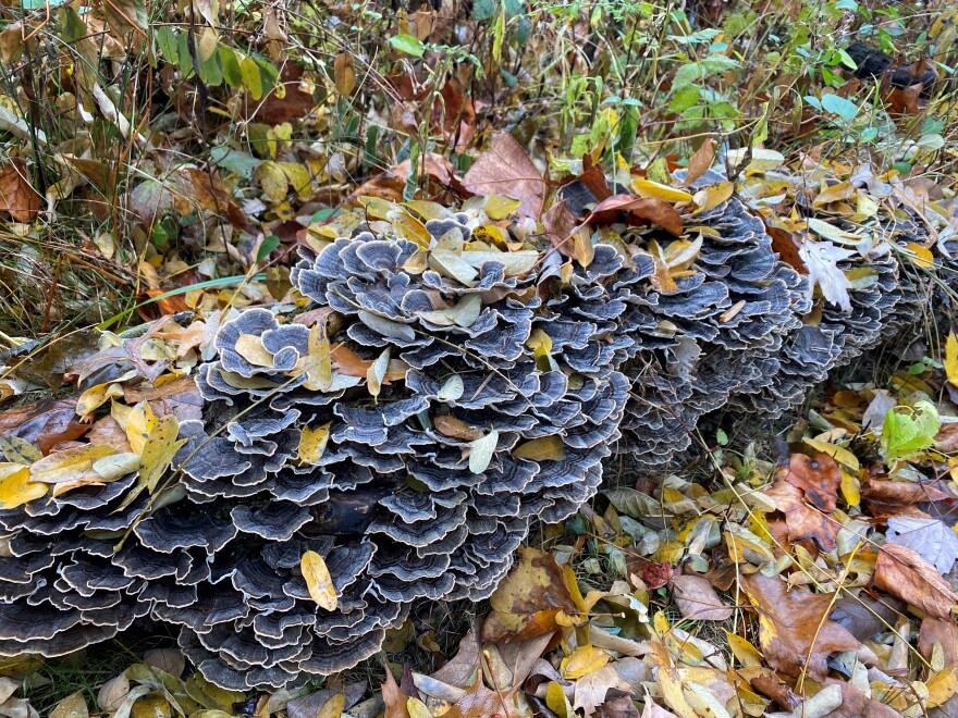 A patch of mushrooms on the Bluebird Trail at Caesar Creek State Park Naturalist Erin Shaw thinks is turkey tail.