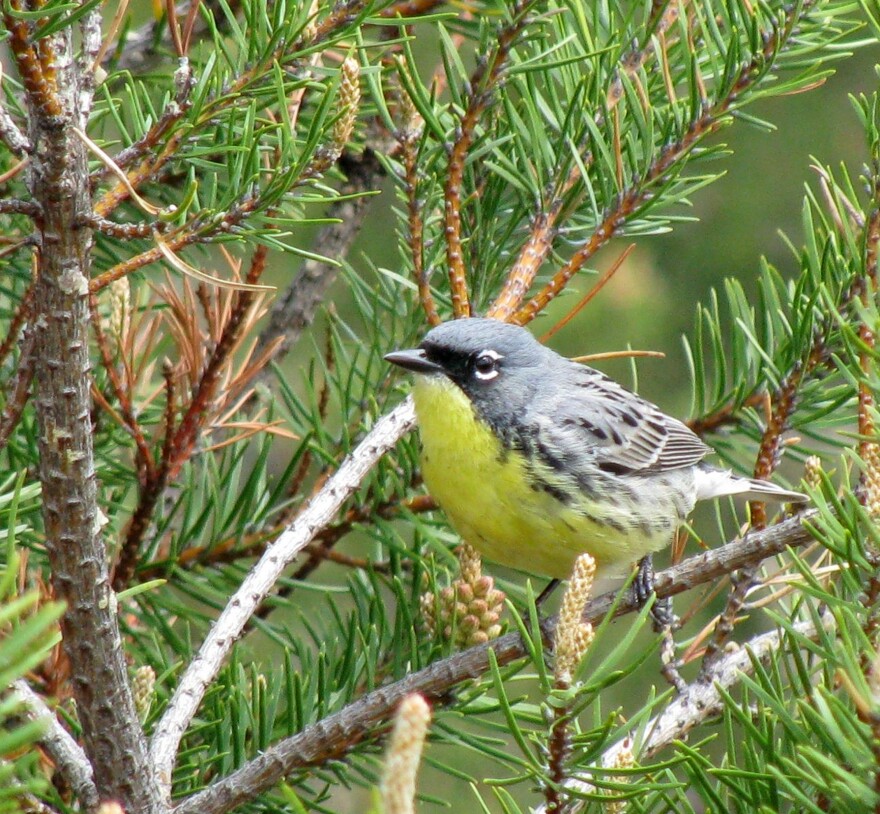 The Kirtland's warbler is an endangered bird that lives in northern Michigan's jack pines. This is one of the birds that could move out of the state if climate change persists.