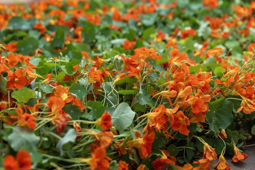 Nasturtium vines waiting to be placed on display in the Courtyard at the Isabella Stewart Gardner Museum. (Robin Lubbock/WBUR)