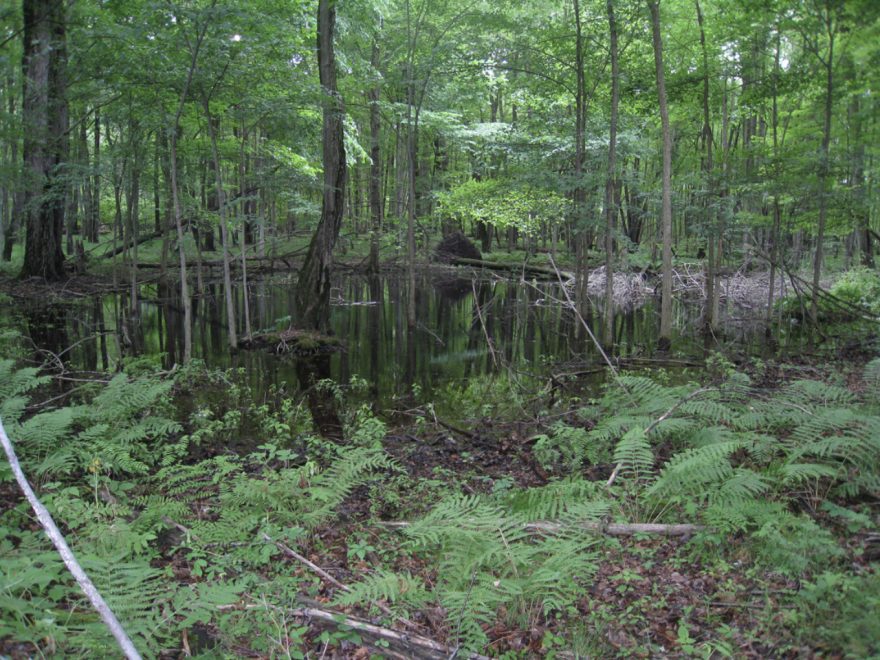 Vernal Pool in Late Spring