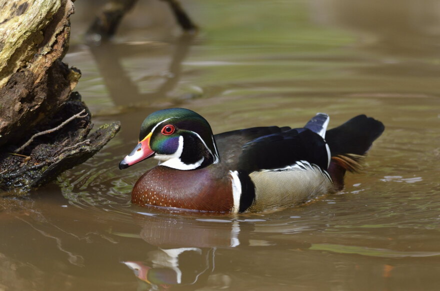 Wood duck