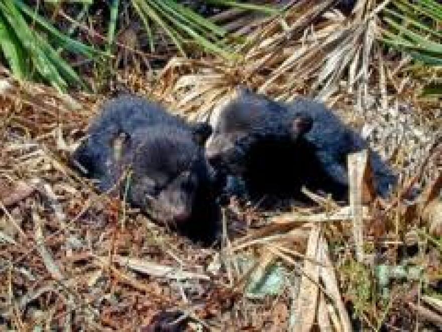 Florida Black Bear Cubs
