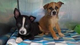 Puppies Paris and Logan.