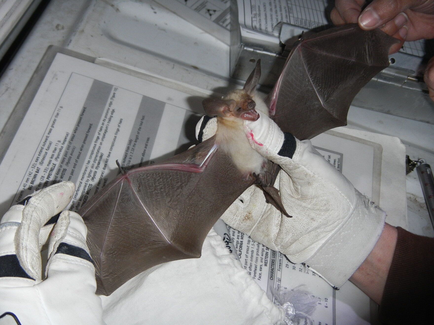 Bat Brain Rabies Testing First case of bat rabies found in northern Utah