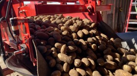 Potatoes, fresh from the field, bump onto a belt before being transferred to a storage shed outside of Boardman, Oregon