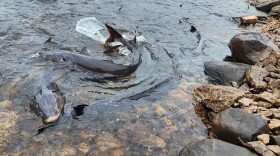 Sturgeon spawning in the Wolf River.