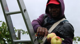 Dwayne Chaplin clips the stems of Honeycrisp apples at Ricker Hill Orchards in Turner. He says this is his third season coming to the US on an H-2A visa.
