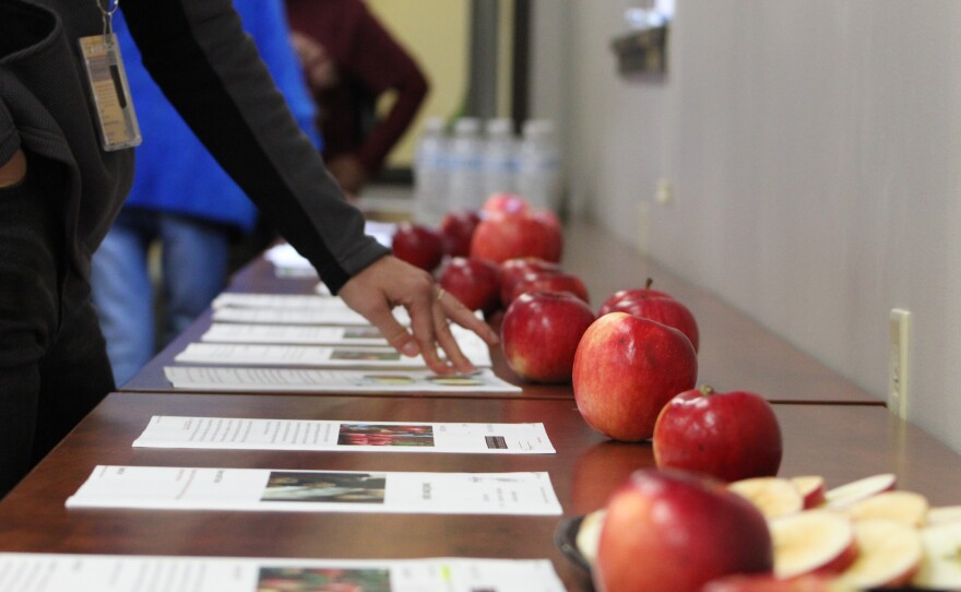 A woman examines the long row of apple varieties from the University of Minnesota on display at the North Central Research and Outreach Center's apple tasting event on Oct. 22, 2025, in Grand Rapids.