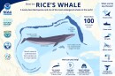 A status review has been initiated to determine if Rice’s whales are accurately listed or part of a broader species, which could result in them being delisted or downlisted to a threatened species.