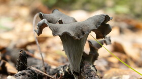 Black trumpet (Craterellus cornucopioides)