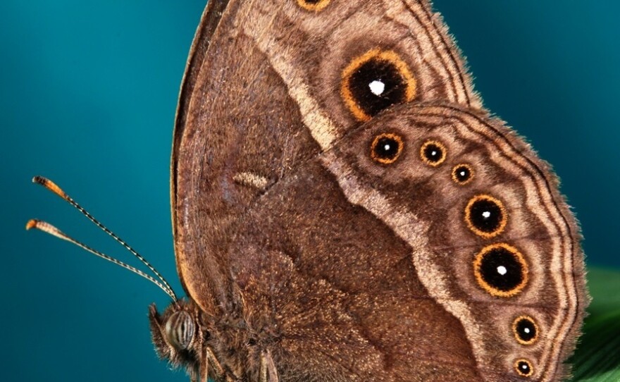 A male <em>Bicyclus anynana</em> butterfly.