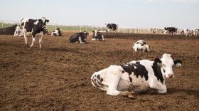 Cattle at Mason Dairy Farm in Kingfisher. 