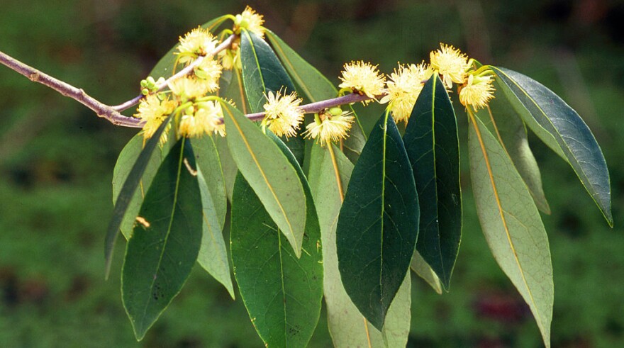 Symplocos tinctoria, common sweetleaf