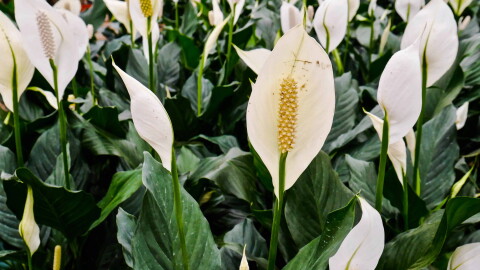 Peace lily (Spathiphyllum)