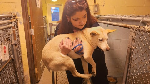 Boone County Animal Control Officer Summer Witt impounding a lost dog in the shelter of Central Missouri Humane Society