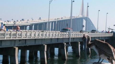 A pelican surveys the scene at the Sunshine Skyway
