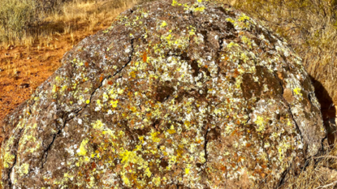 Lichen on a rock