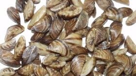 The zebra mussel is an invasive species spotted last November in Grant County.