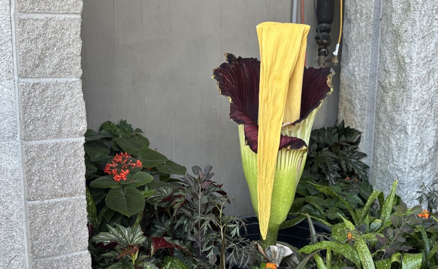 The "Lady MacDeath" corpse flower on display at the Norfolk Botanical Garden on Sunday, July 5, 2026.
