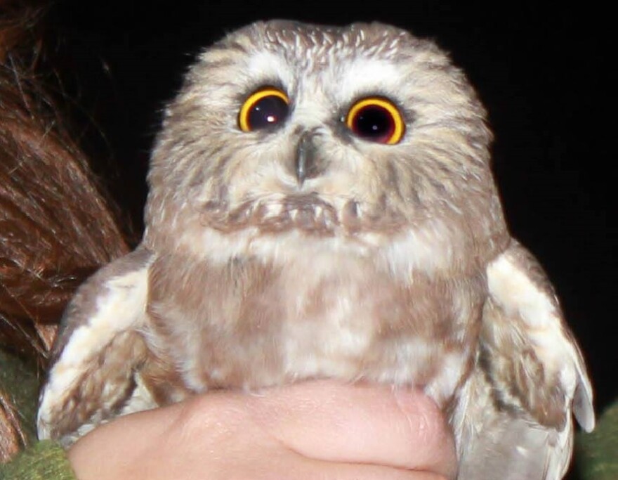 Saw-whet owl, captured for banding at Hawk Ridge. They got their name from their calls, which sounded to early loggers like a saw being sharpened on a stone,