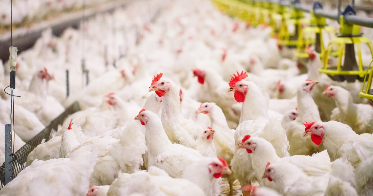 Operating Birds To stave off bird flu, Eastern Shore farmers treat chicken houses like ...