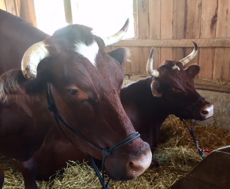 Some of potential "patients" for Purdue veterinarians at the Indiana State Fair.
