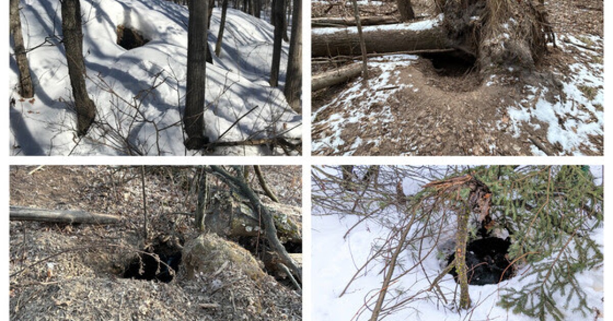 Wisconsin DNR asks hunters to report any bear dens they find