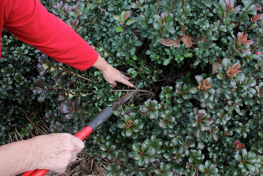 Georgia Master Gardener Extension Volunteers demonstrate proper pruning techniques. 