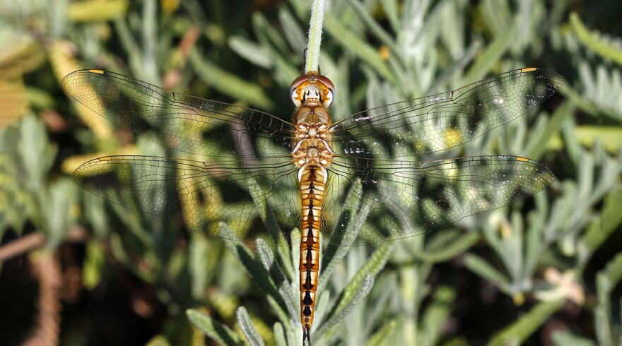 A rainpool glider